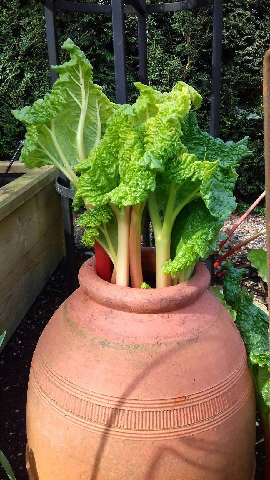 april rhubarb forcer